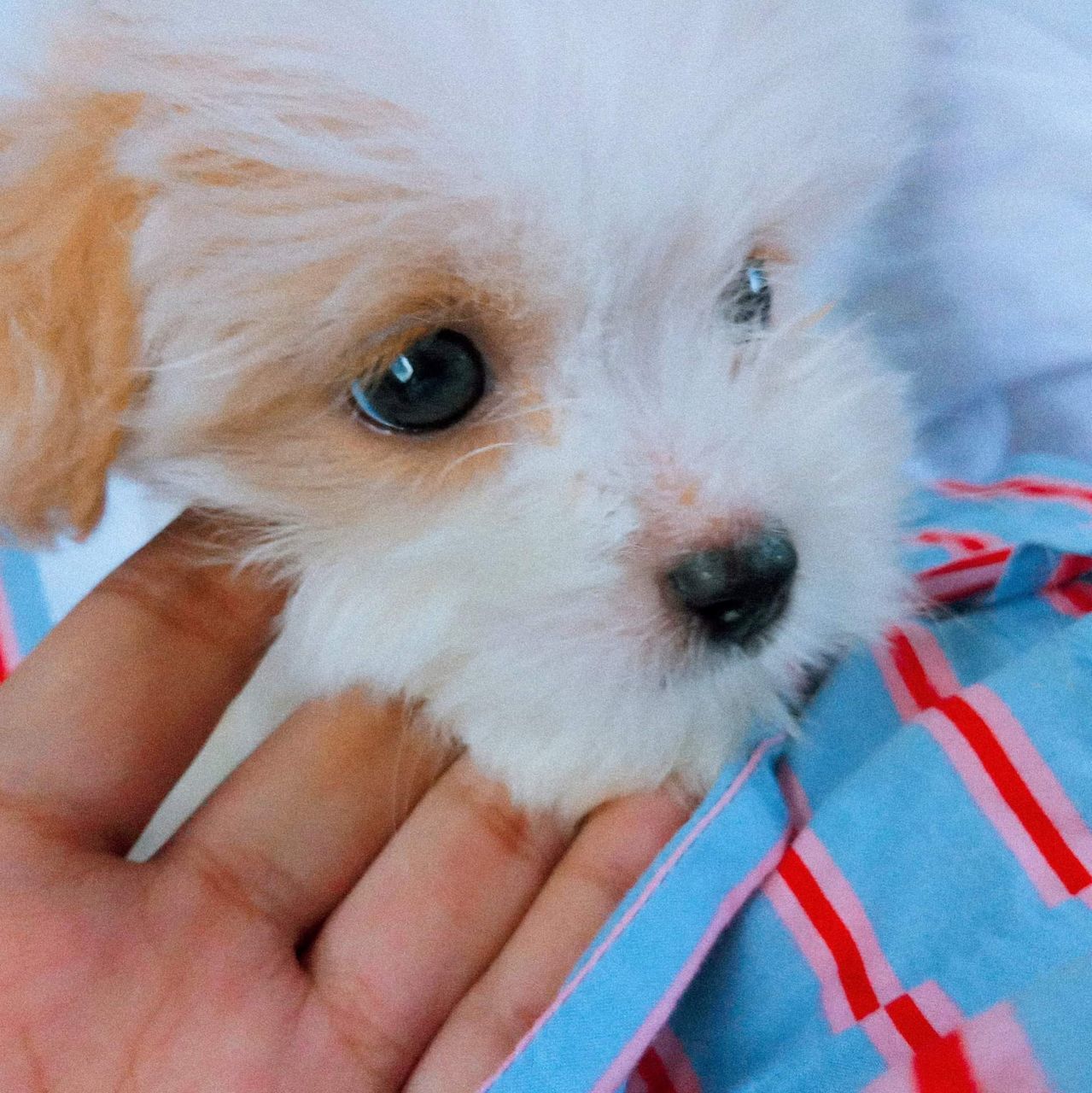 pet, domestic animals, one animal, mammal, dog, animal themes, animal, canine, maltese, puppy, lap dog, morkie, young animal, cute, looking at camera, hand, portrait, carnivore, one person, bichon, cavachon, close-up, pomeranian, holding, animal body part, bolognese