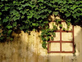 Ivy growing on tree