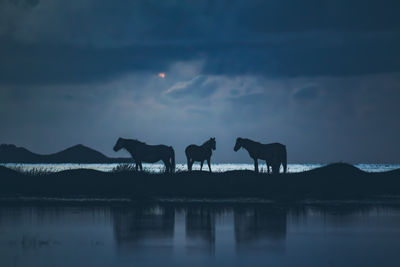 Silhouette horses on puddle