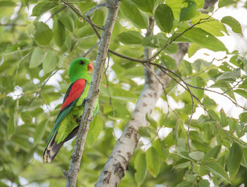 Low angle view of parrot perching on tree