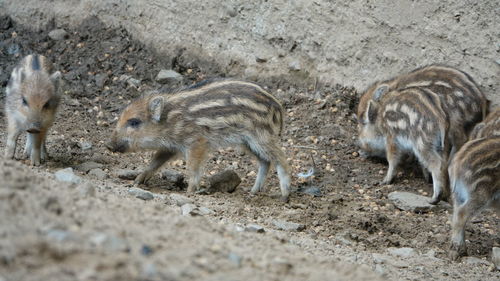 Young wild boar runs through the forest