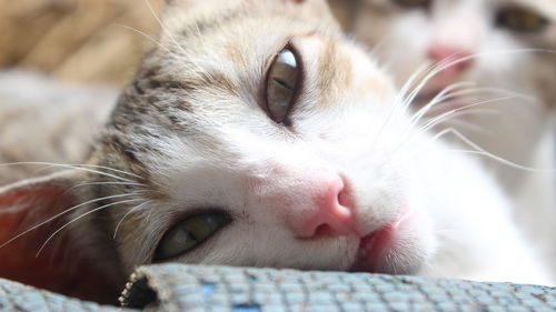 Close-up portrait of cat