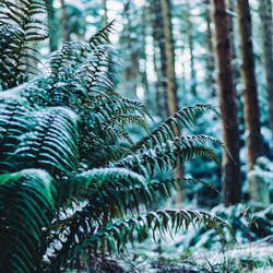 Close-up of plants in forest