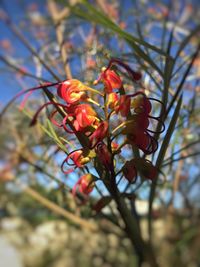 Close-up of flowers blooming on tree