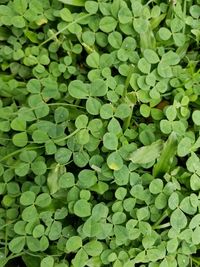 Full frame shot of fresh green leaves