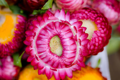 Close-up of pink flower