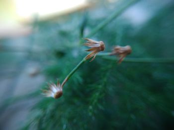 Close-up of flower on plant