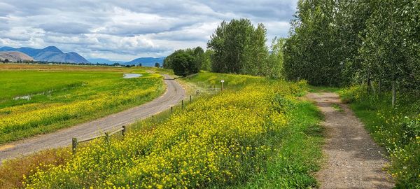 Scenic view of yellow road amidst field against sky