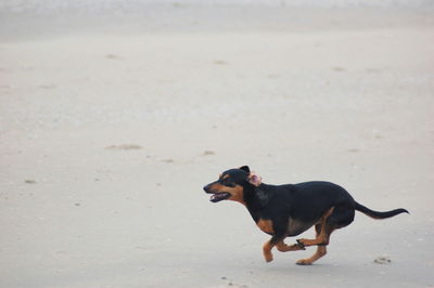 Dog on beach