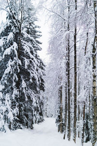 Snow covered land and trees in forest