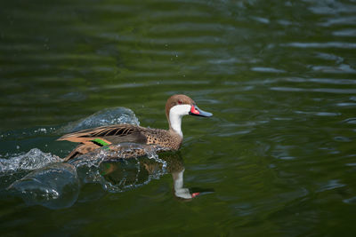 A red-billed teal