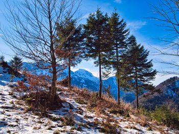 Trees on field against sky during winter