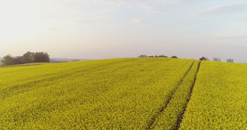 rapeseed