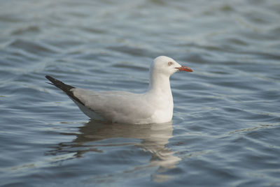 View of birds in water