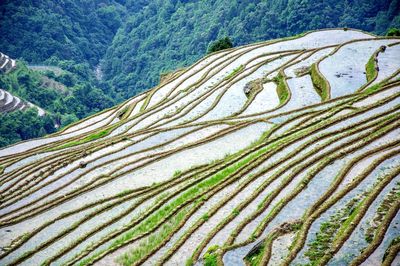 High angle view of terraced field