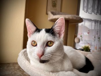 Close-up portrait of cat
