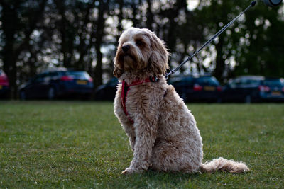 Dog looking away while sitting on grass