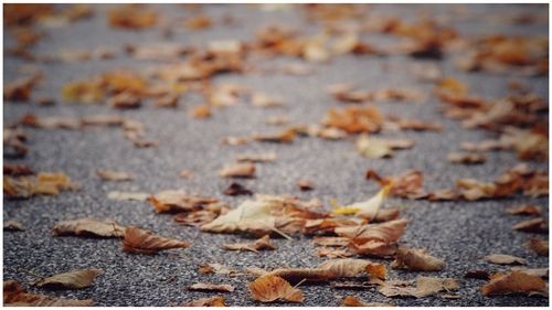 Close-up of fallen maple leaves