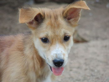 Close-up portrait of dog sticking out tongue outdoors