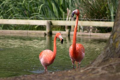 Close-up of bird in water