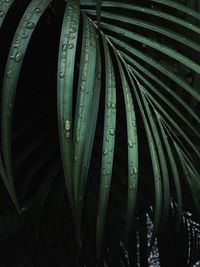 Close-up of wet green leaves at night