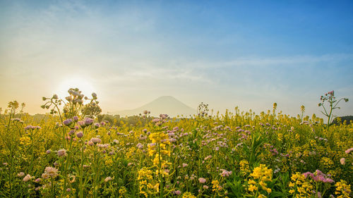 Yellow flowering plants on field against sky