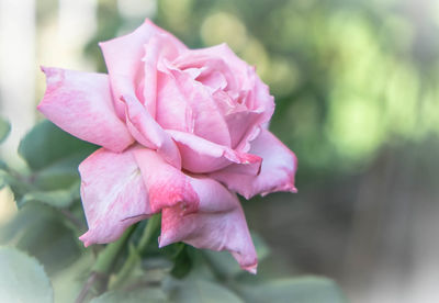 Close-up of pink flower blooming outdoors