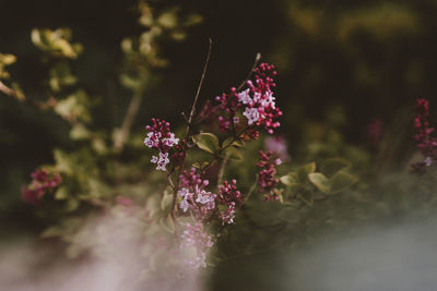 Close-up of pink flowering plant