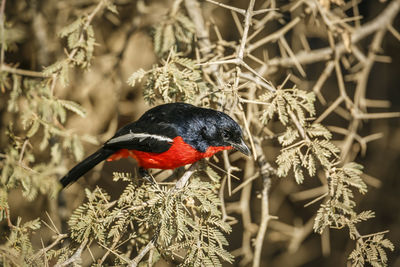 Close-up of bird perching on branch