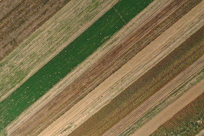 Drone flying above agriculture field. aerial view