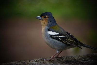 Close-up of bird perching on rock