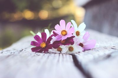 Close-up of flowers