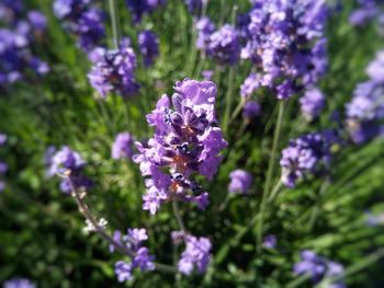 Close-up of purple flowering plants