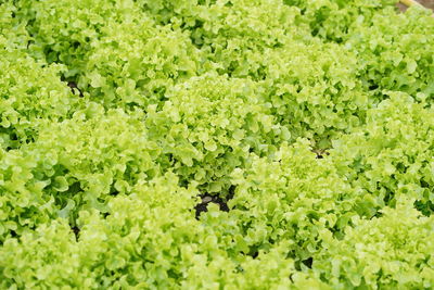 Full frame shot of fresh green plants