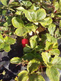 Close-up of fruits growing on tree