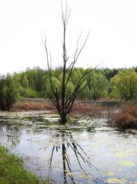 Scenic view of lake in forest against clear sky