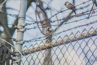 Low angle view of sparrows perching on fence
