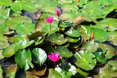 Close-up of lotus water lily in lake