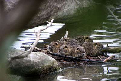 Duck swimming in a lake