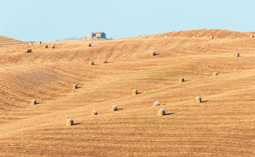 Wavy hills in tuscan farmland