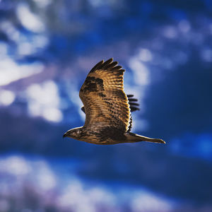 Flying eagle