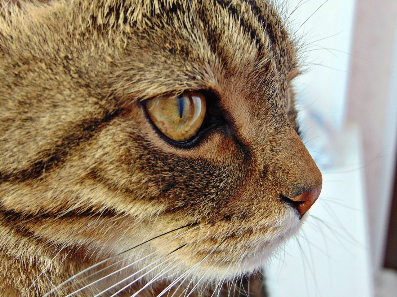 one animal, animal themes, domestic cat, cat, feline, pets, whisker, domestic animals, mammal, animal head, close-up, animal eye, animal body part, portrait, looking away, staring, alertness, focus on foreground, indoors