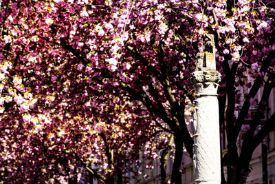 Low angle view of cherry blossoms in spring