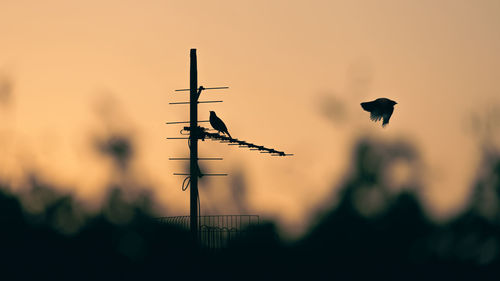 Low angle view of silhouette birds flying against sky