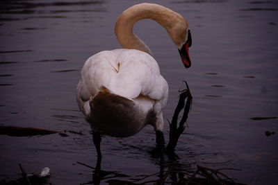 Swan swimming in lake