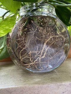 leaf, plant part, food, no people, nature, food and drink, plant, produce, healthy eating, close-up, wellbeing, freshness, container, outdoors, day, glass, jar, vegetable, growth
