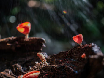 Close-up of red mushroom growing on land