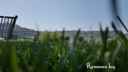 Close-up of fresh green grass against sky