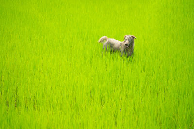 Dog looking something on greenery rice field.