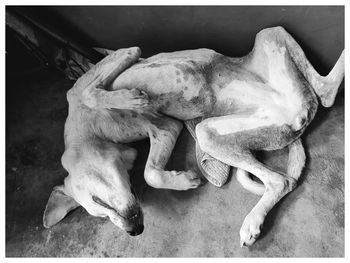 View of dog sleeping